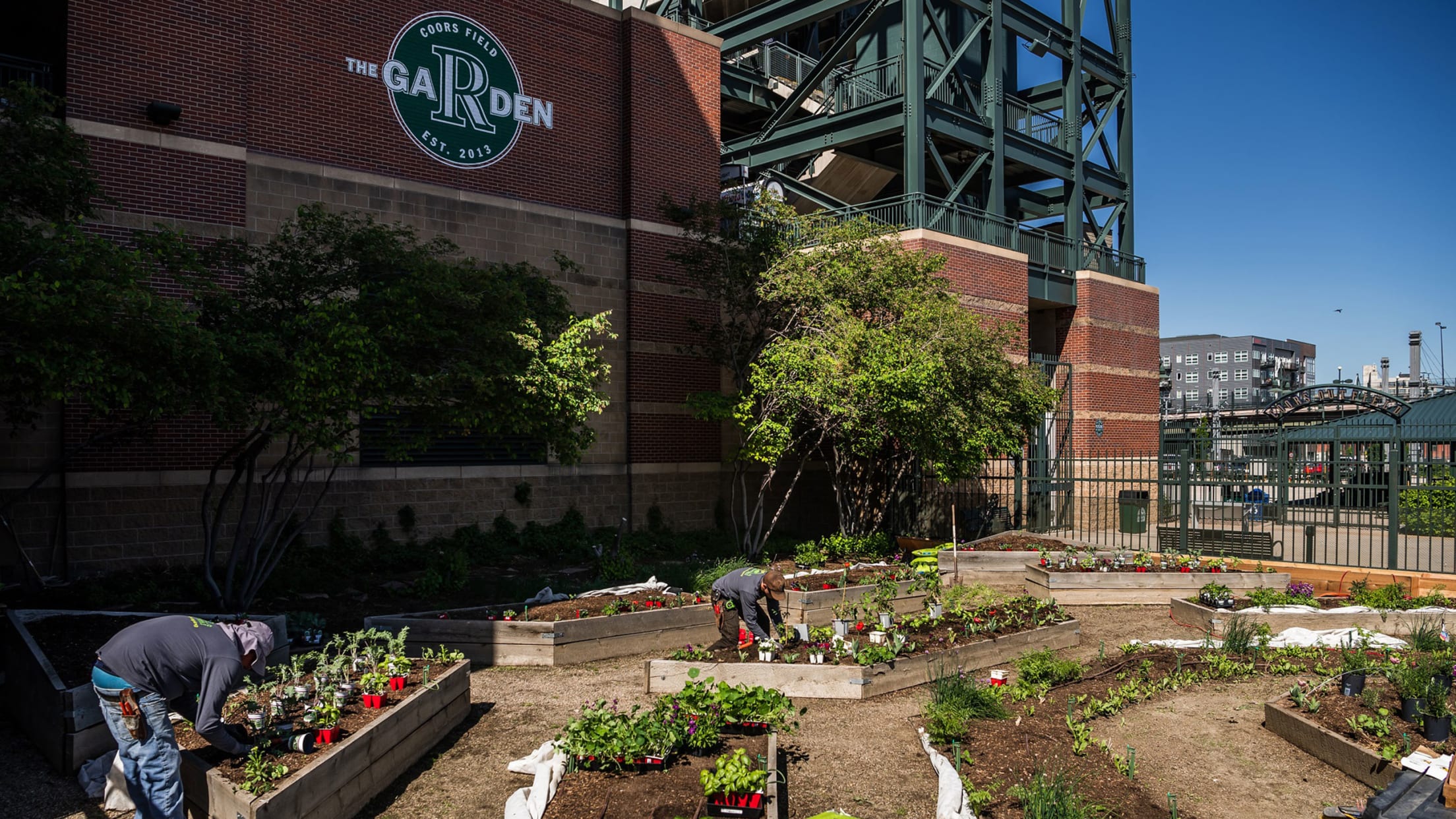 Tending to the Rockies Garden