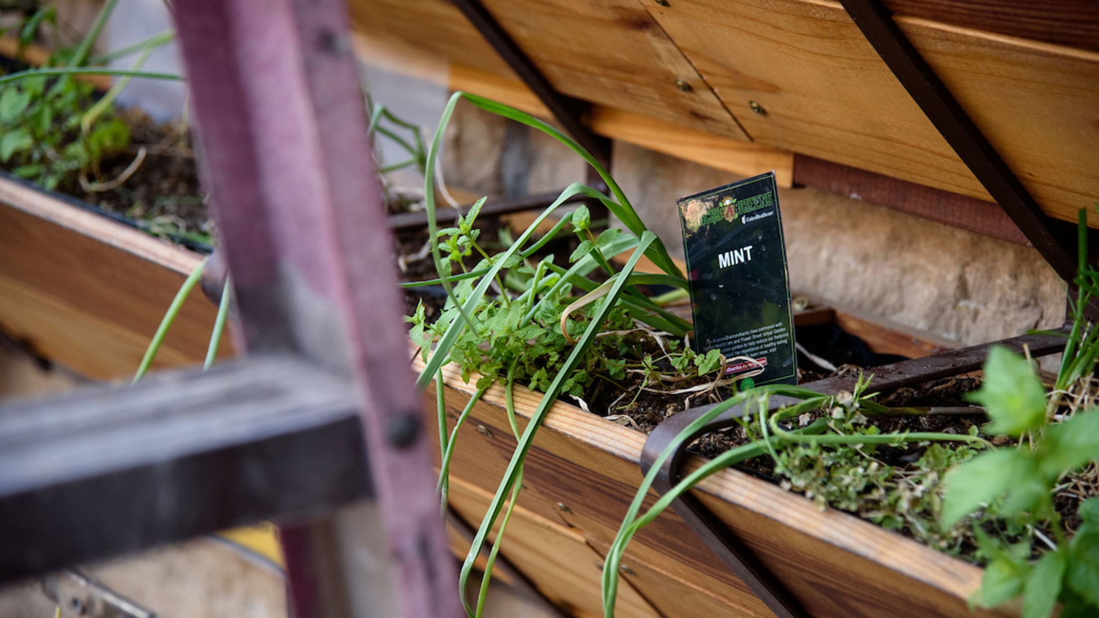 D-backs Green mint plant