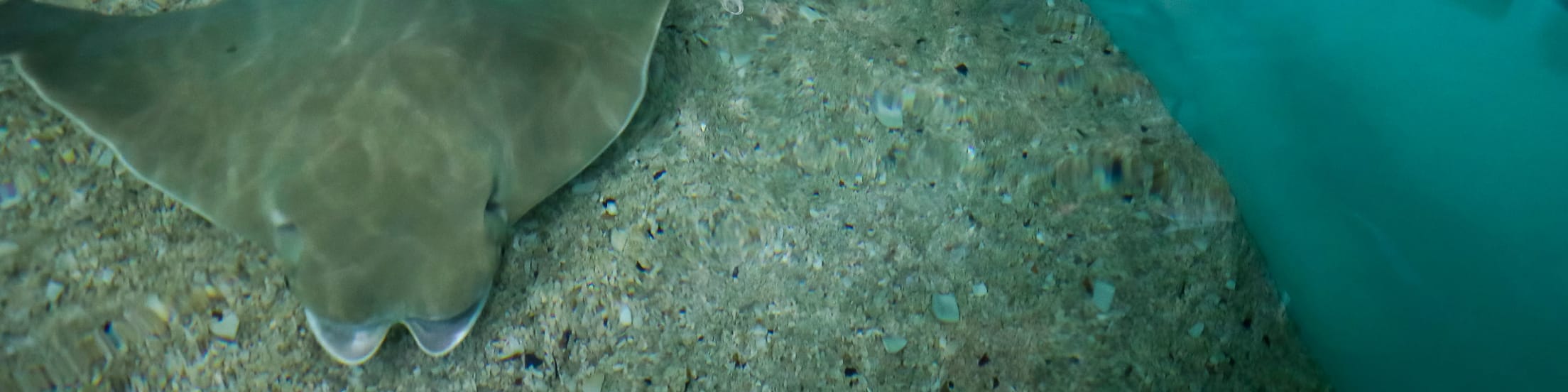 Florida Aquarium Ticket Offer