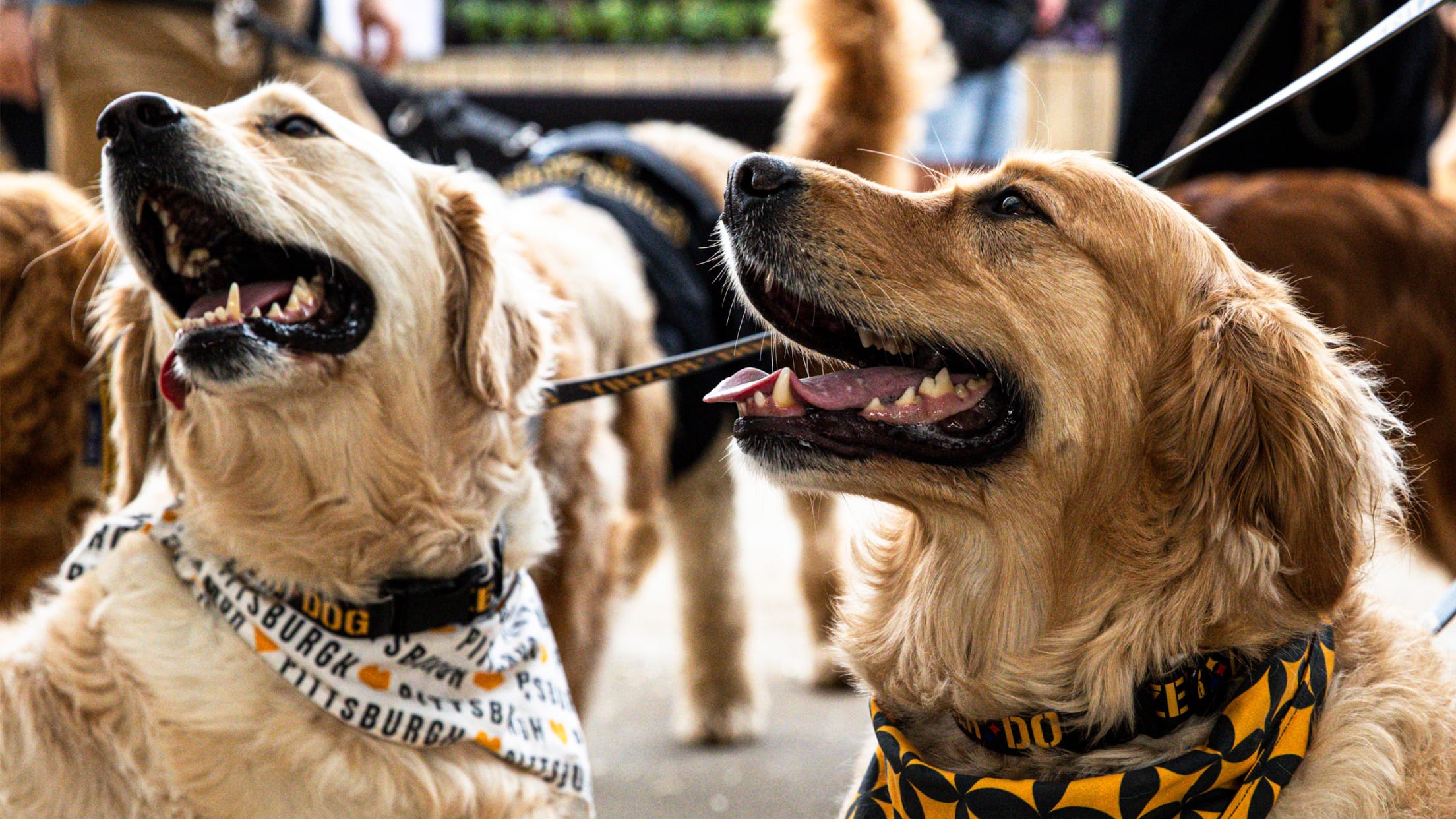 Pup Night at PNC Park