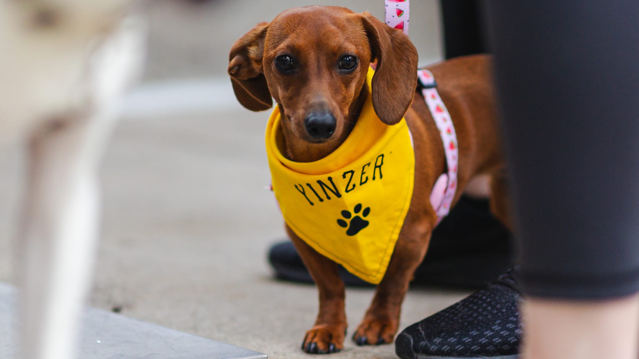 Pup Night at PNC Park