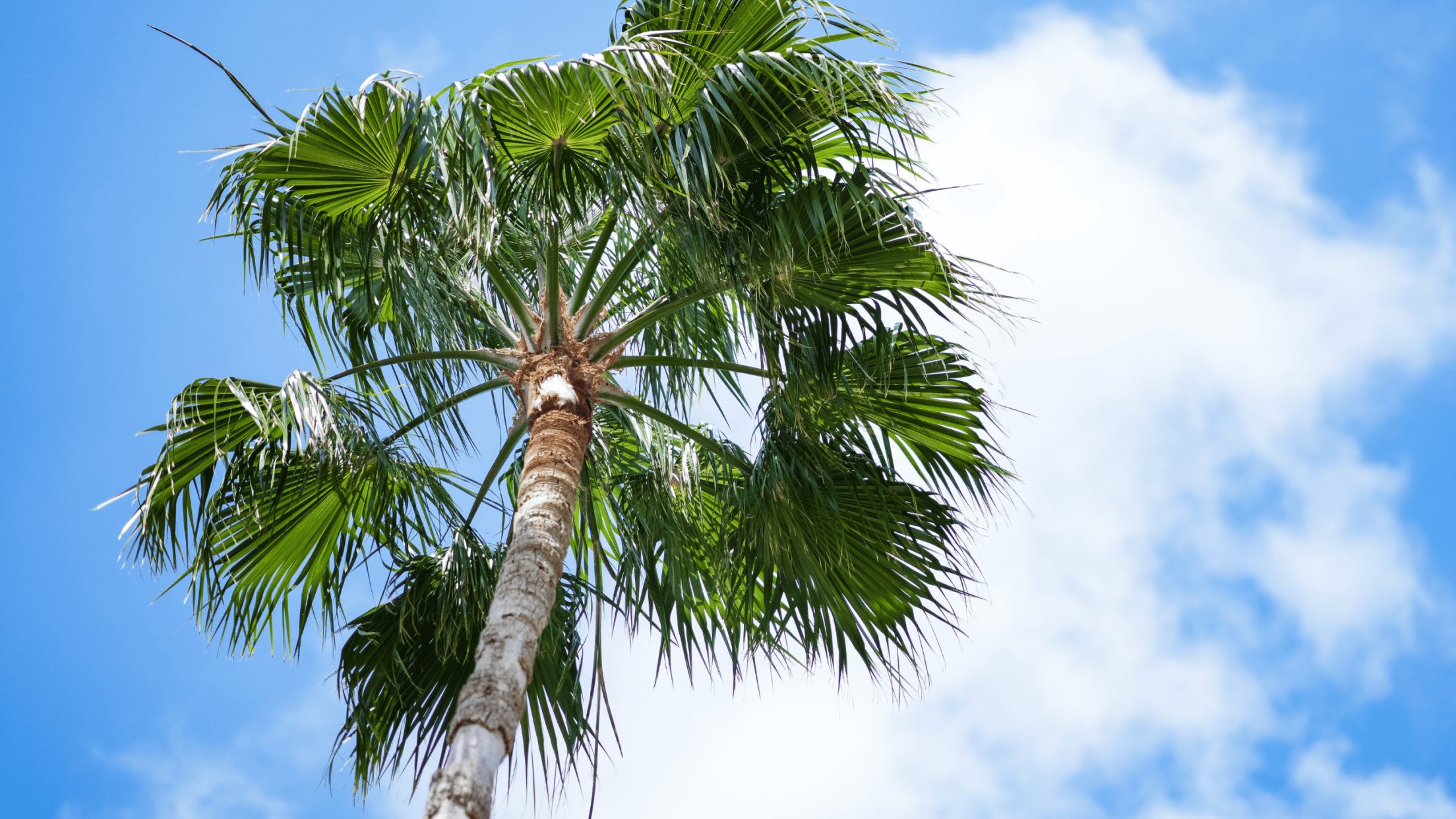 Southwest Florida Community Grants