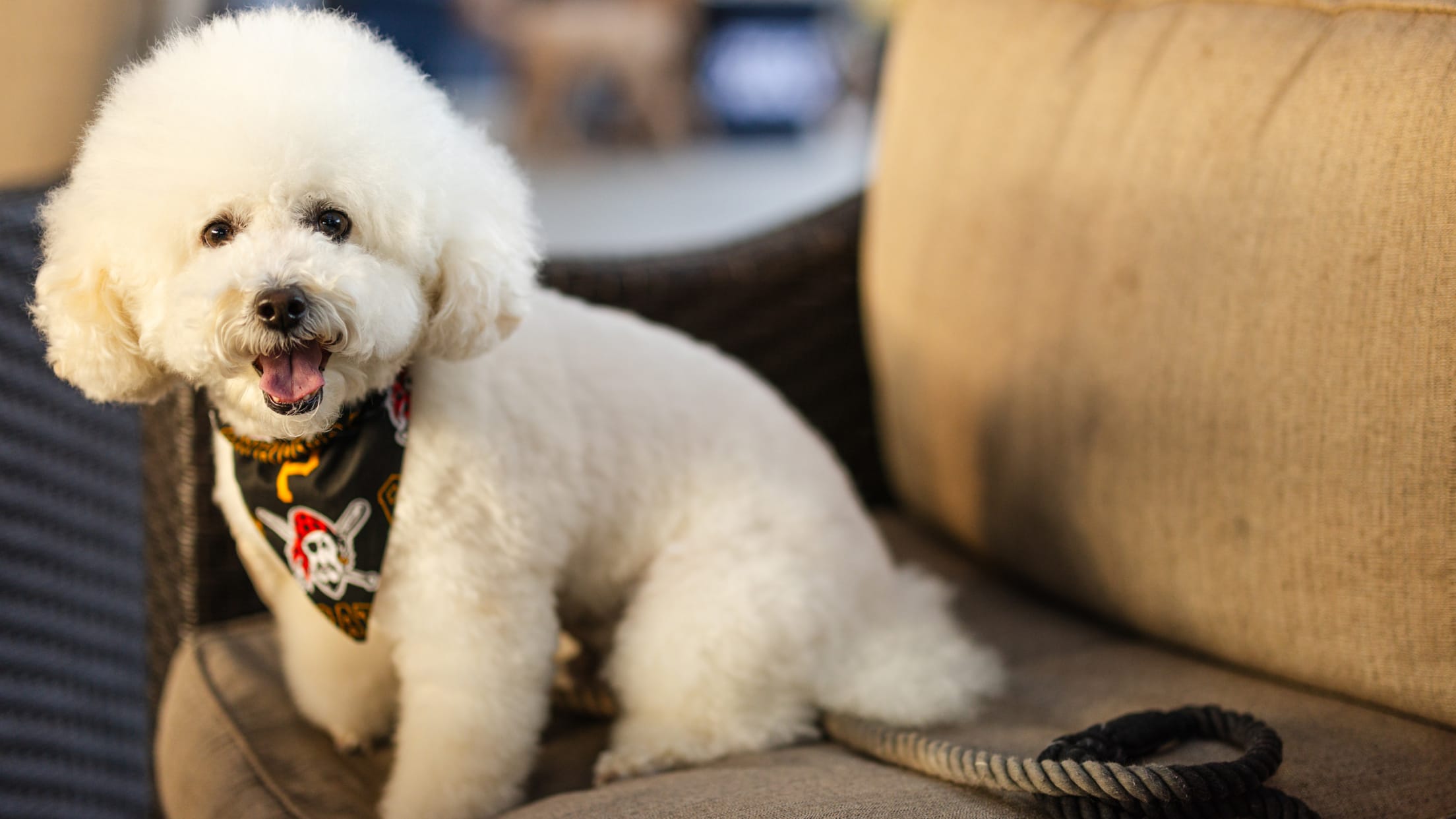 Pup Night at PNC Park