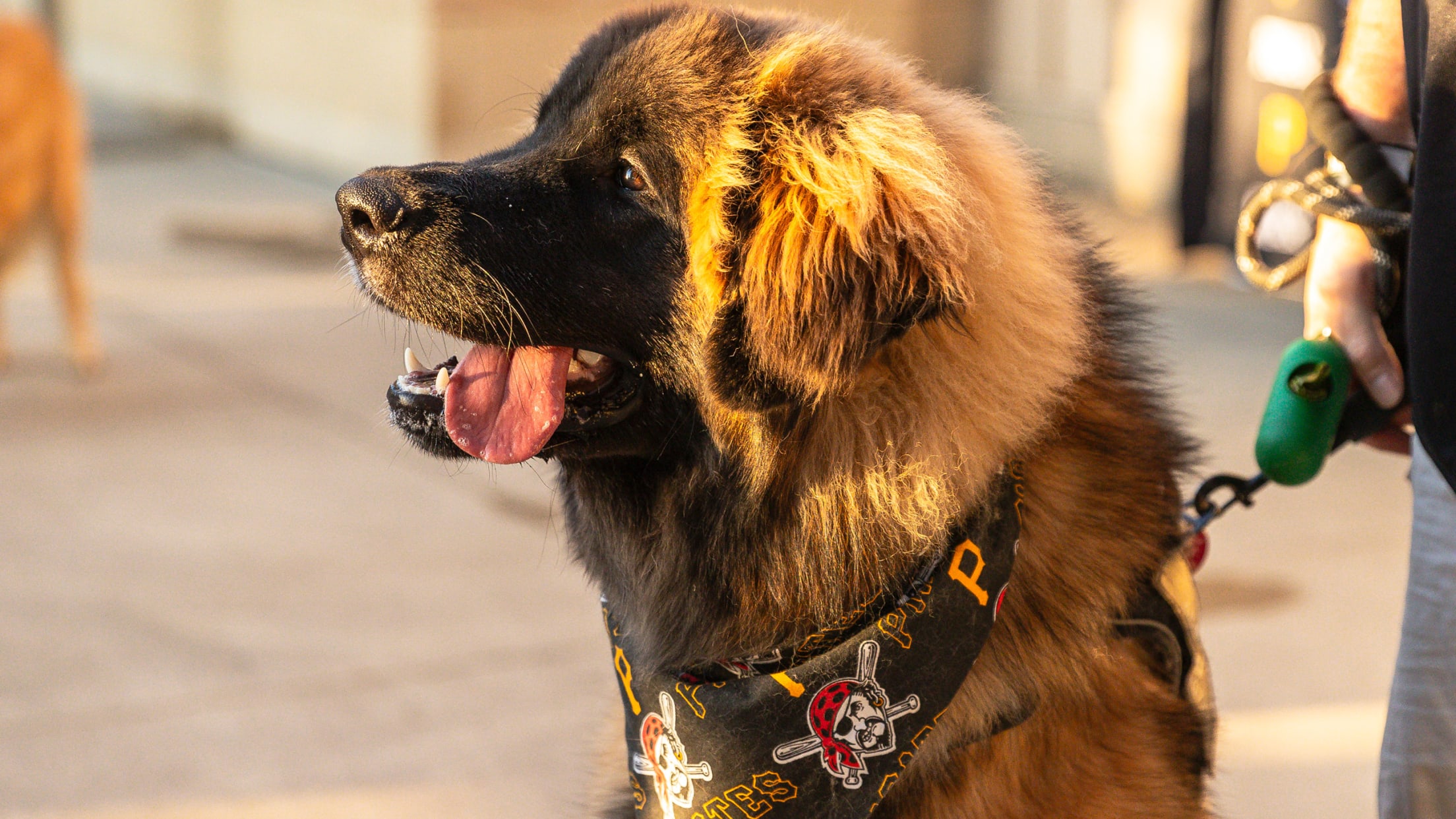 Pup Night at PNC Park