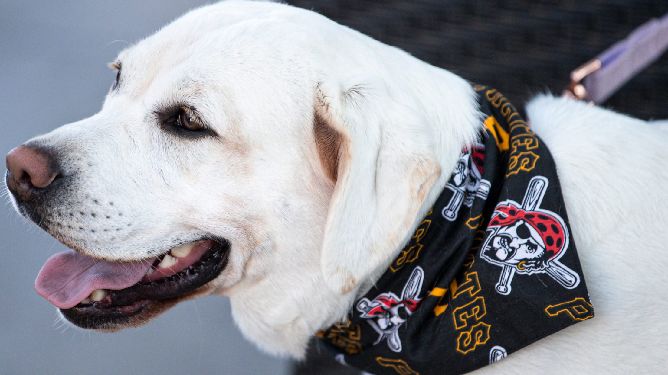 Pup Night at PNC Park