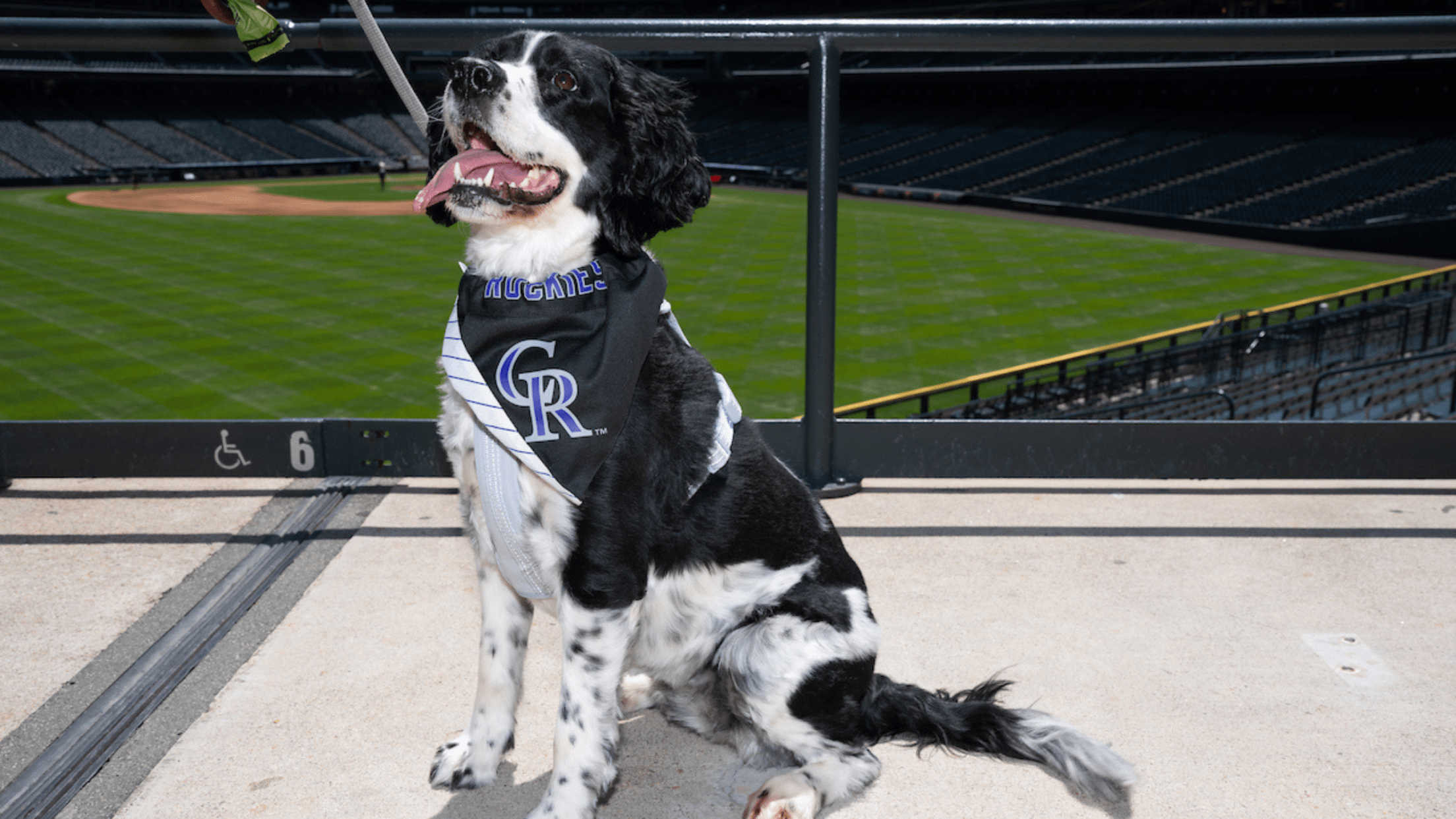 A furry friend wearing a Rockies scarf at Coors Field.