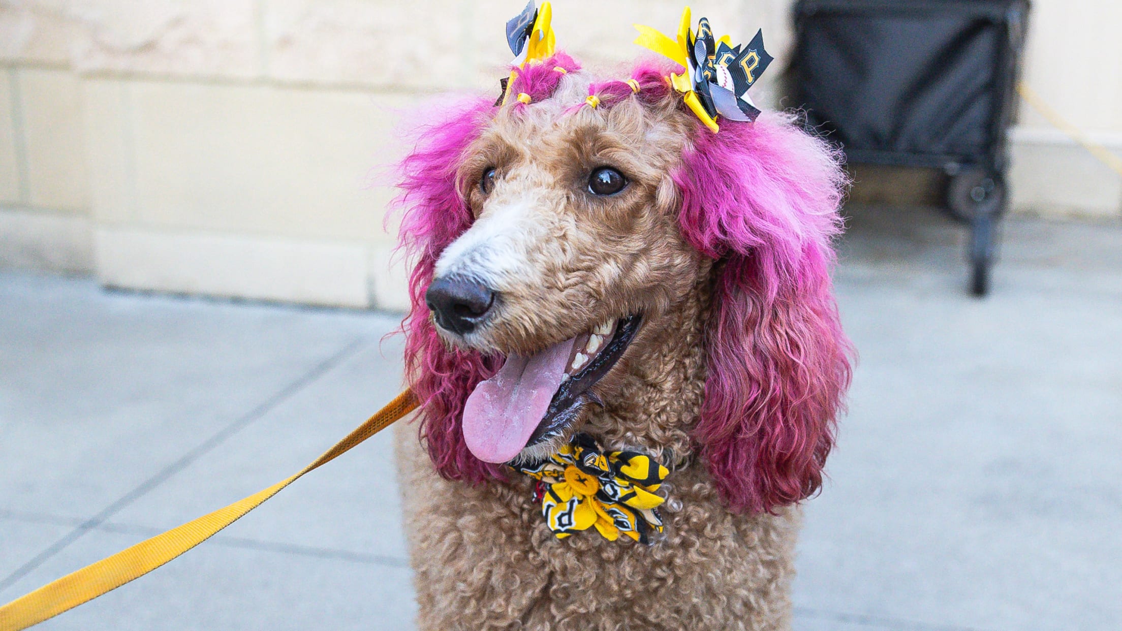 Pup Night at PNC Park