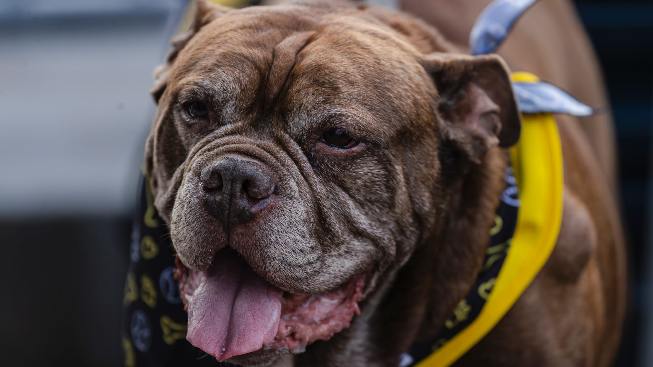 Pup Night at PNC Park