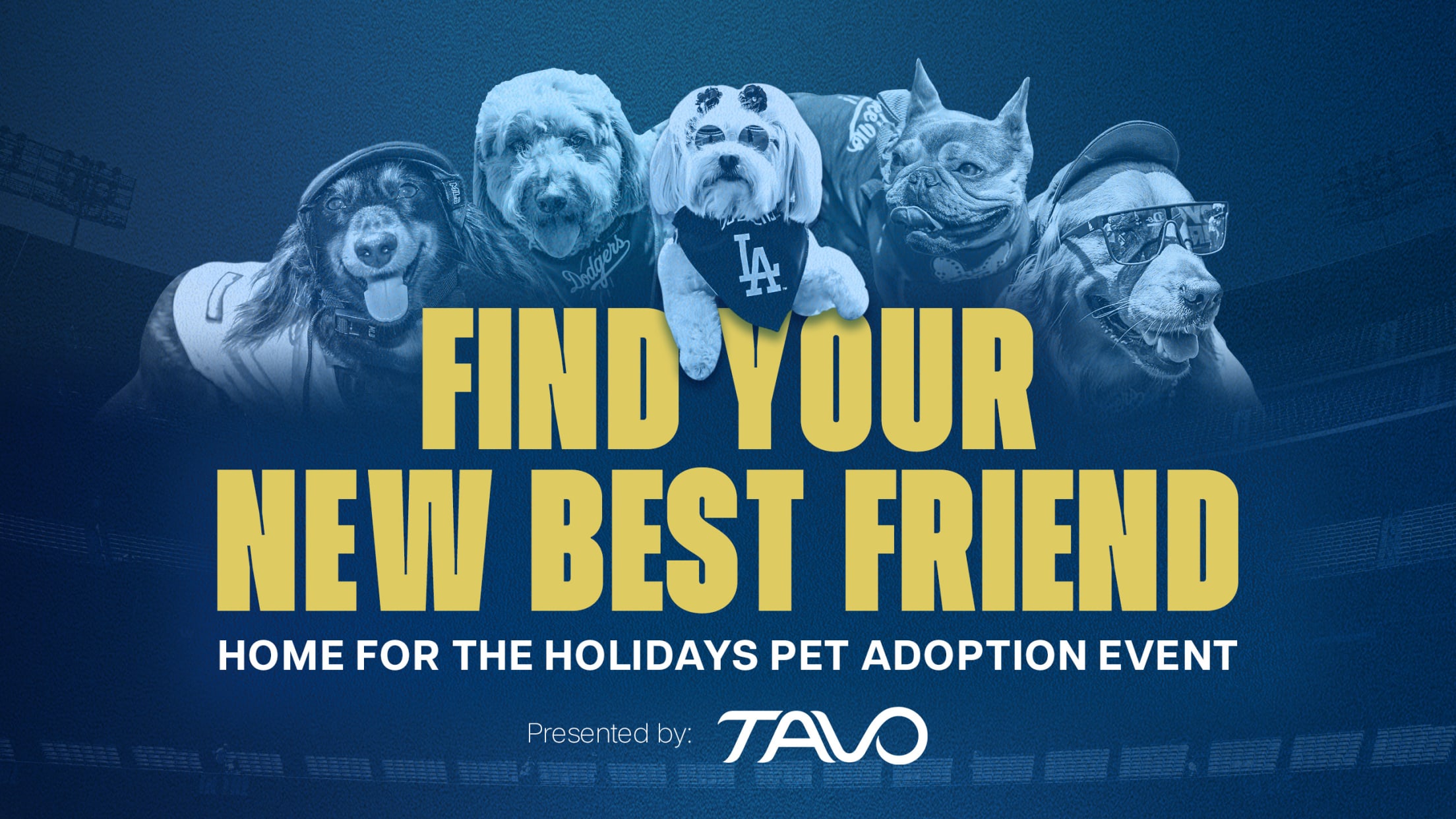 TAVO pet adoption event