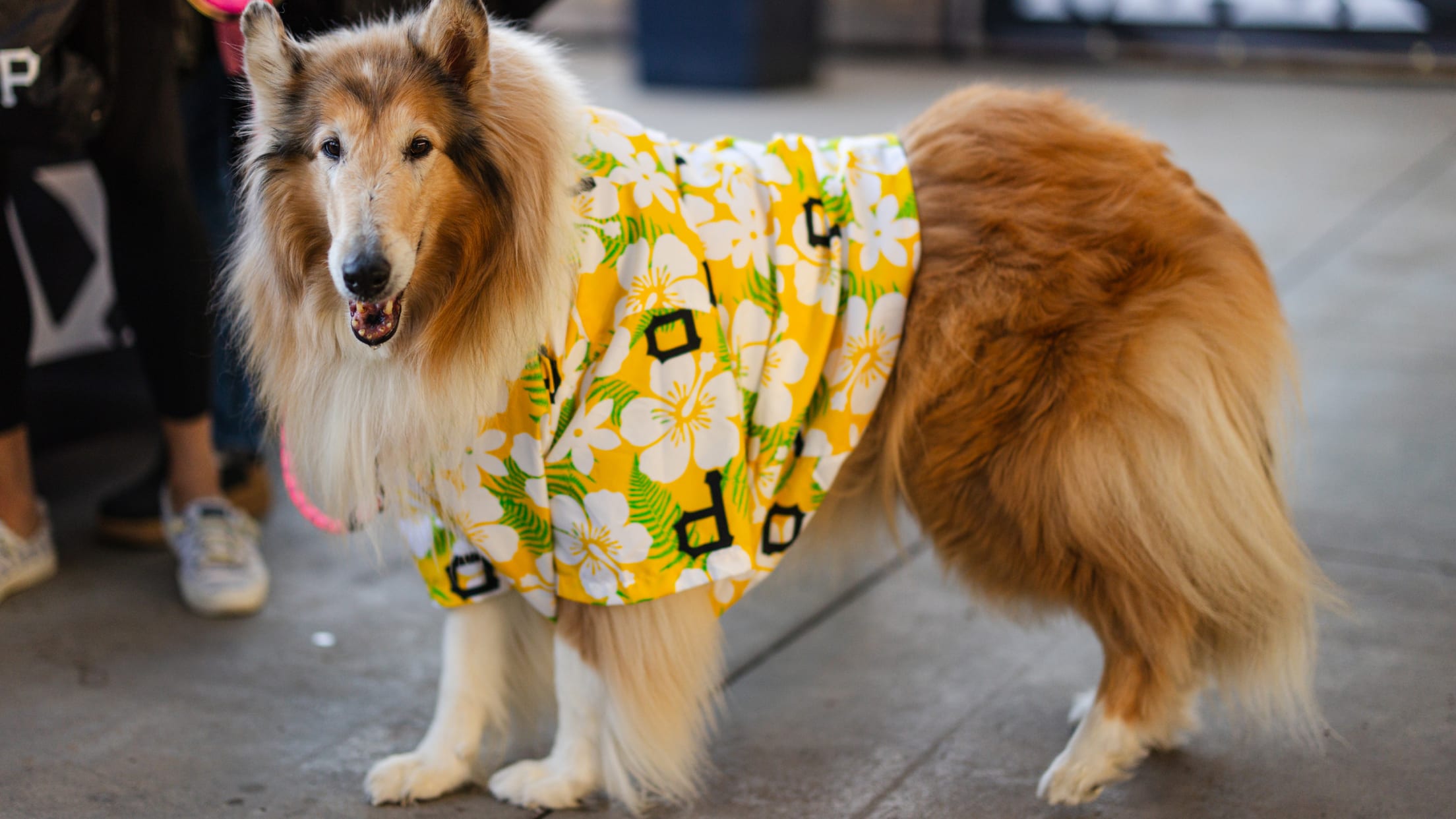 Pup Night at PNC Park