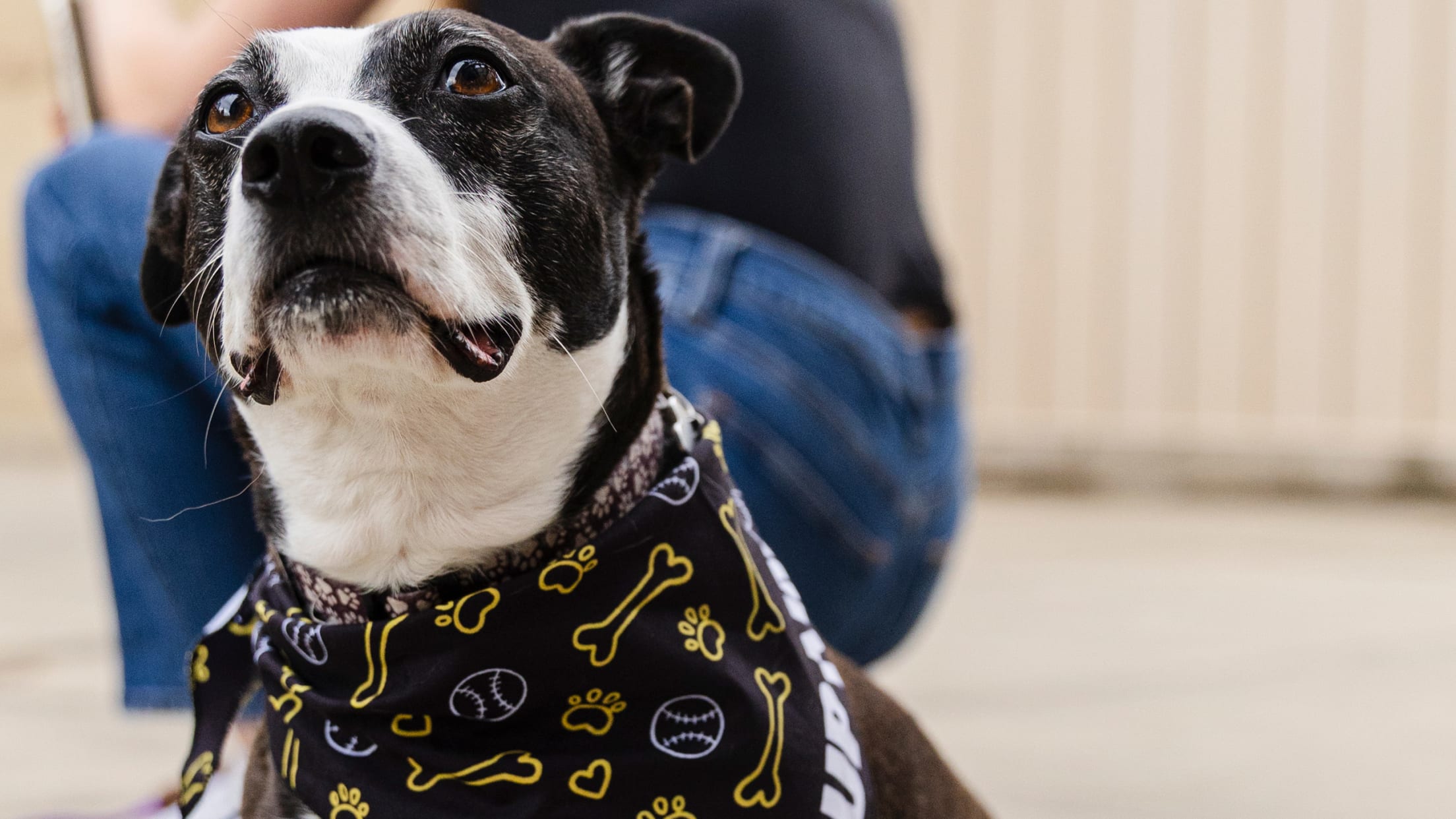 Pup Night at PNC Park