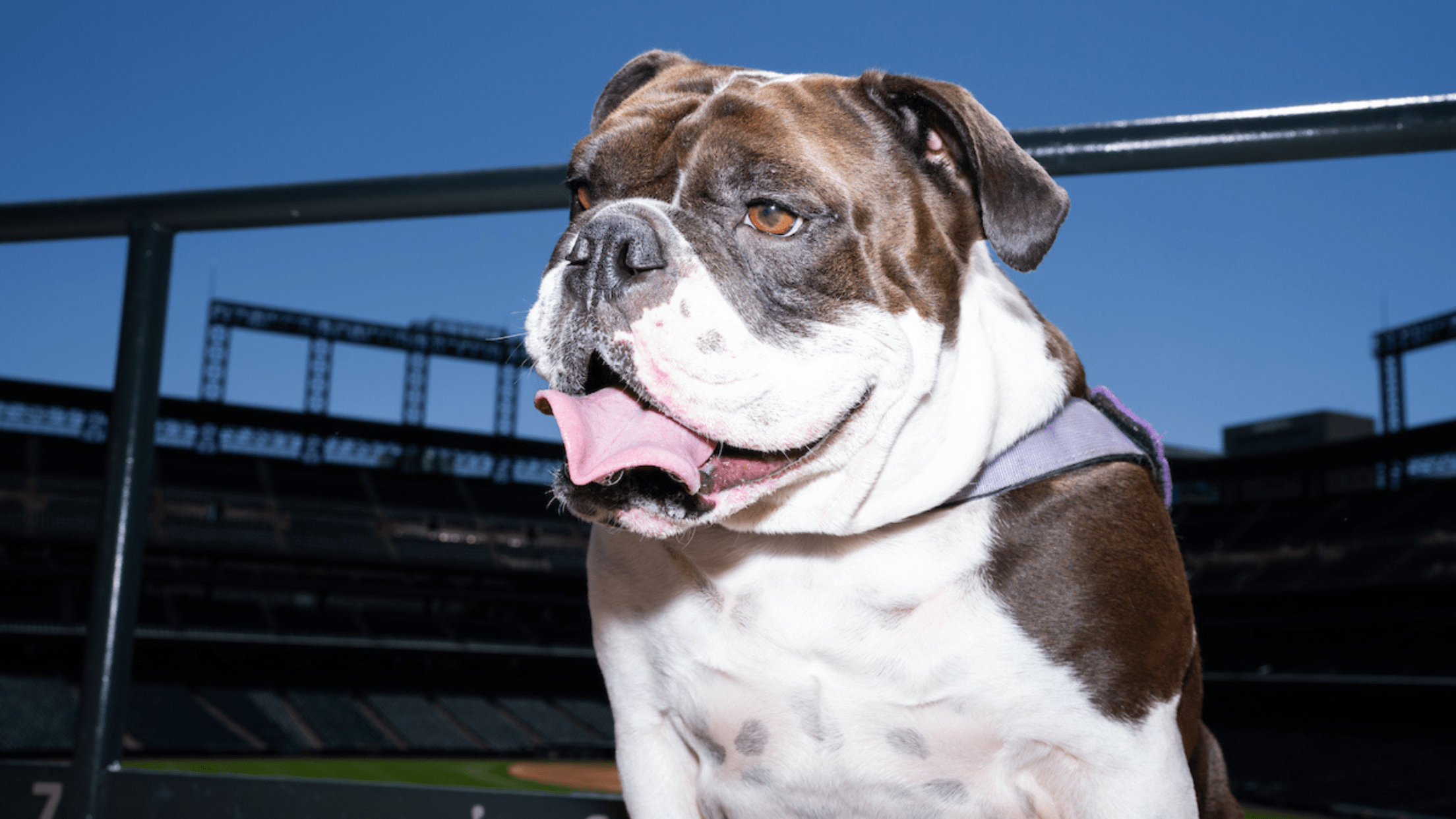 Close-up of a canine Rockies fan.