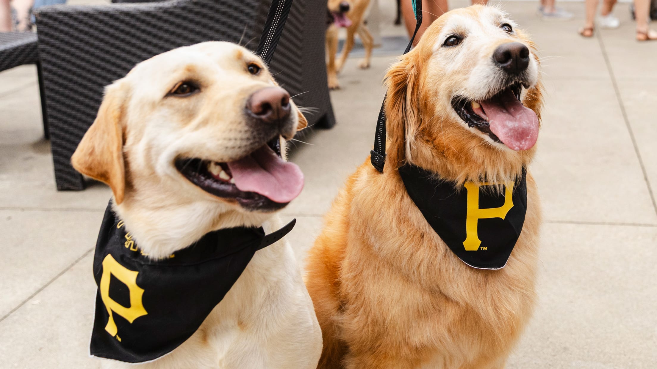 Pup Night at PNC Park