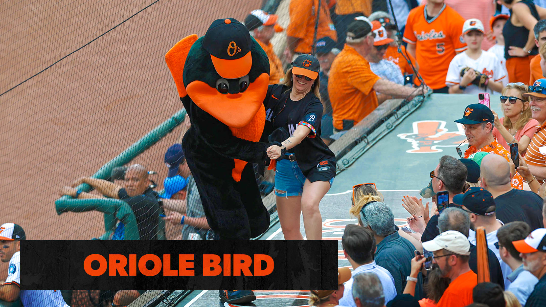 Oriole Bird