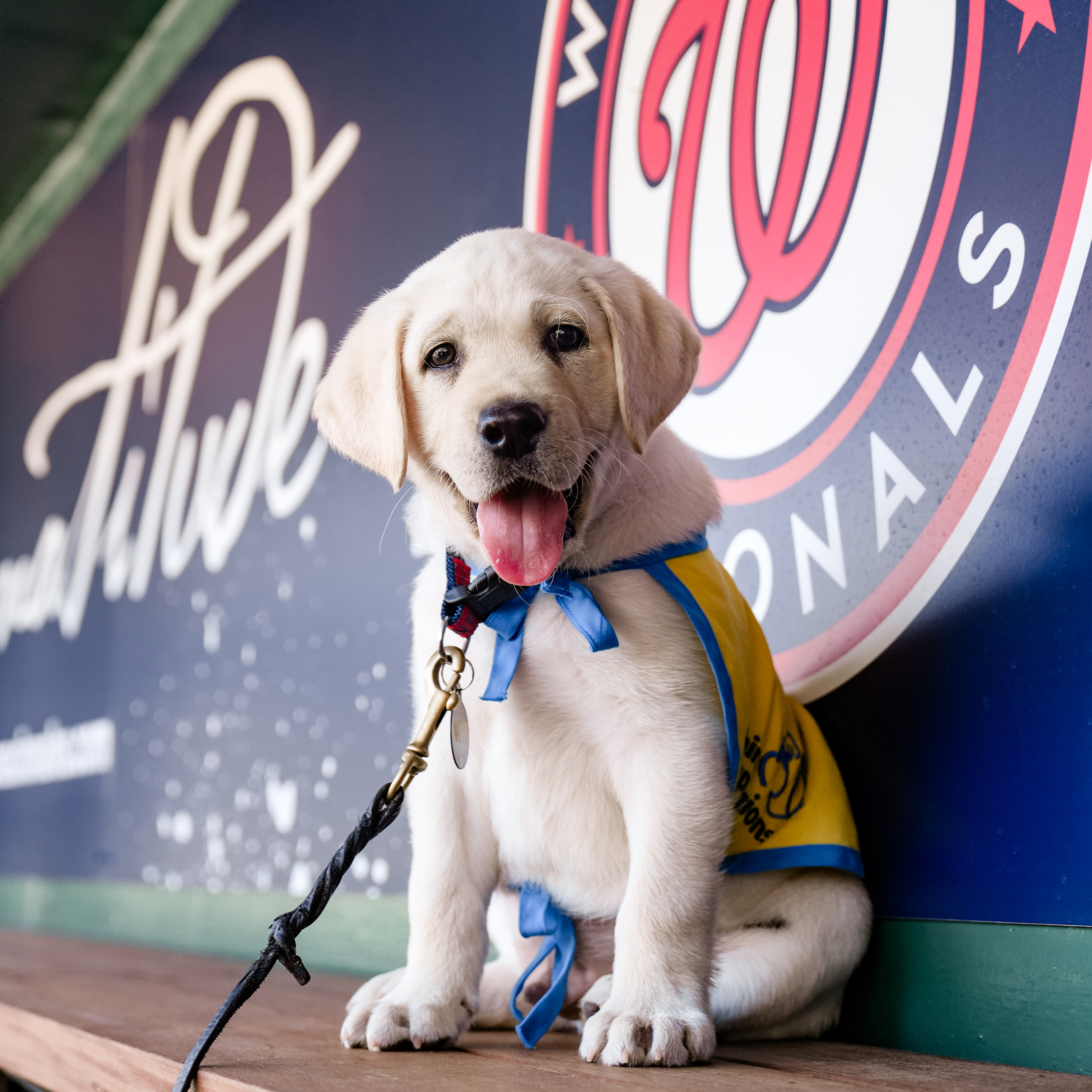 Washington Nationals Team Dog