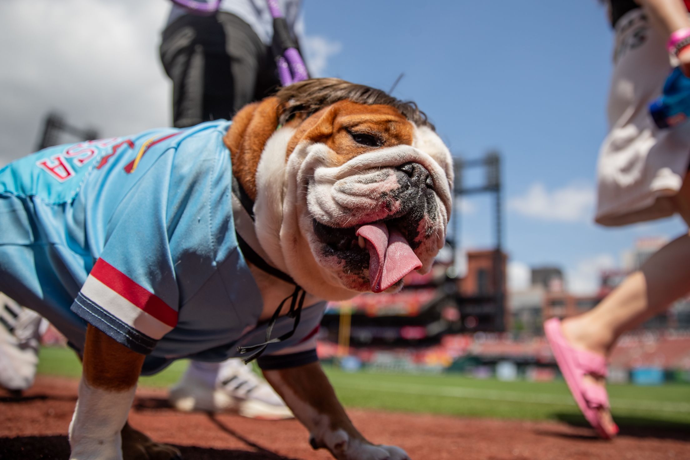 Purina Pooches in the Ballpark