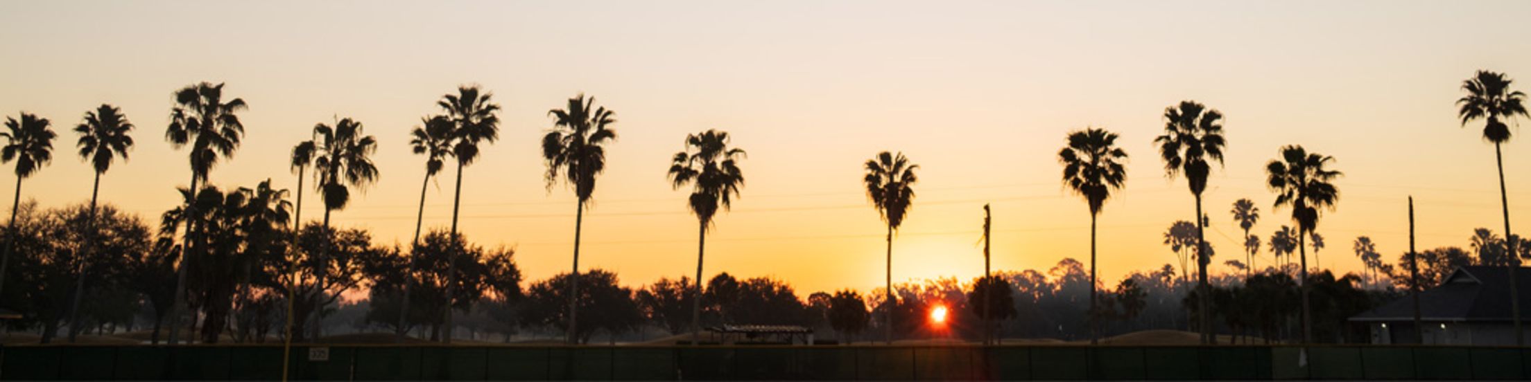 Palm trees over LECOM Park in Bradenton, Florida