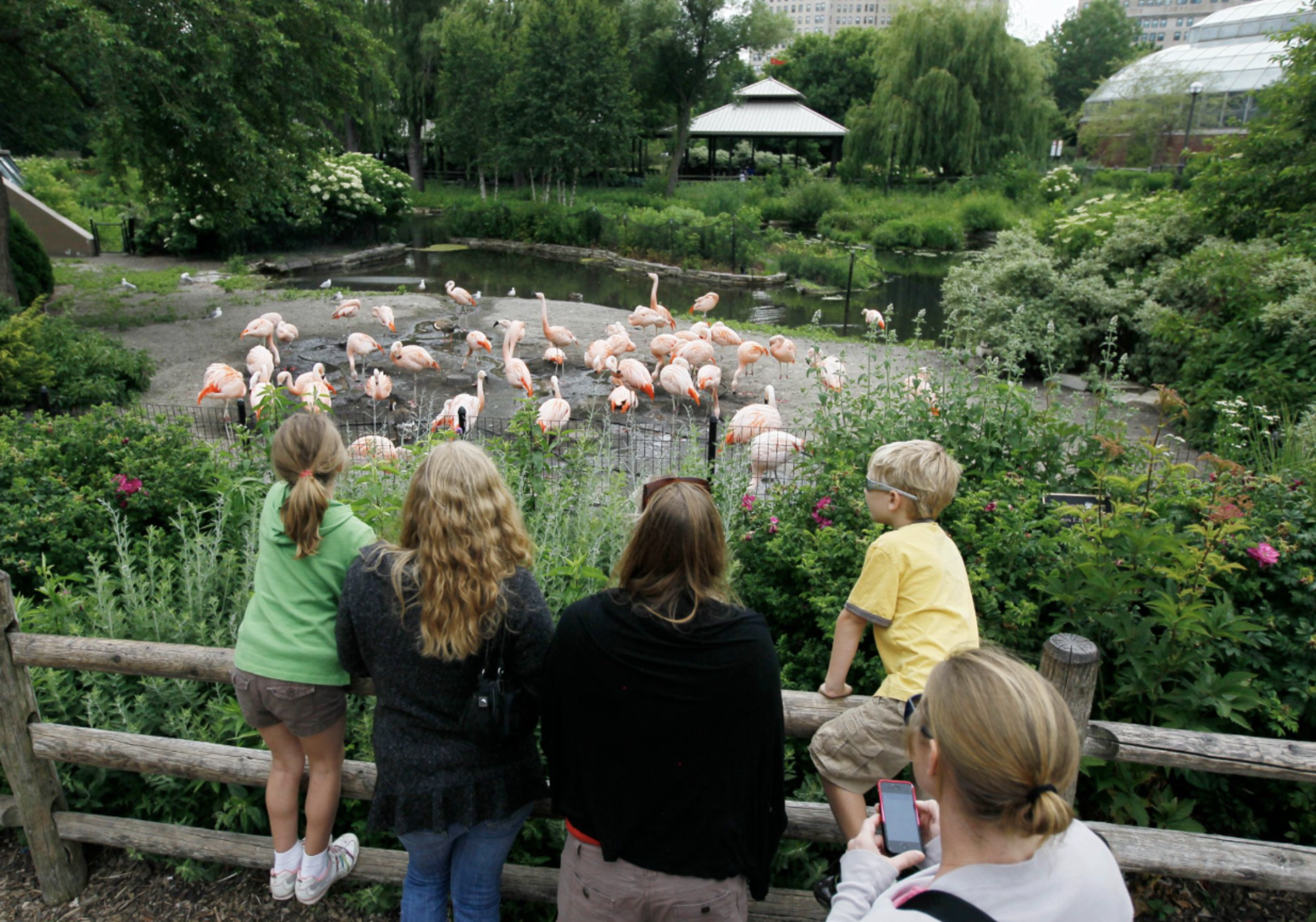 Children-zoo-flamingo-exhibit