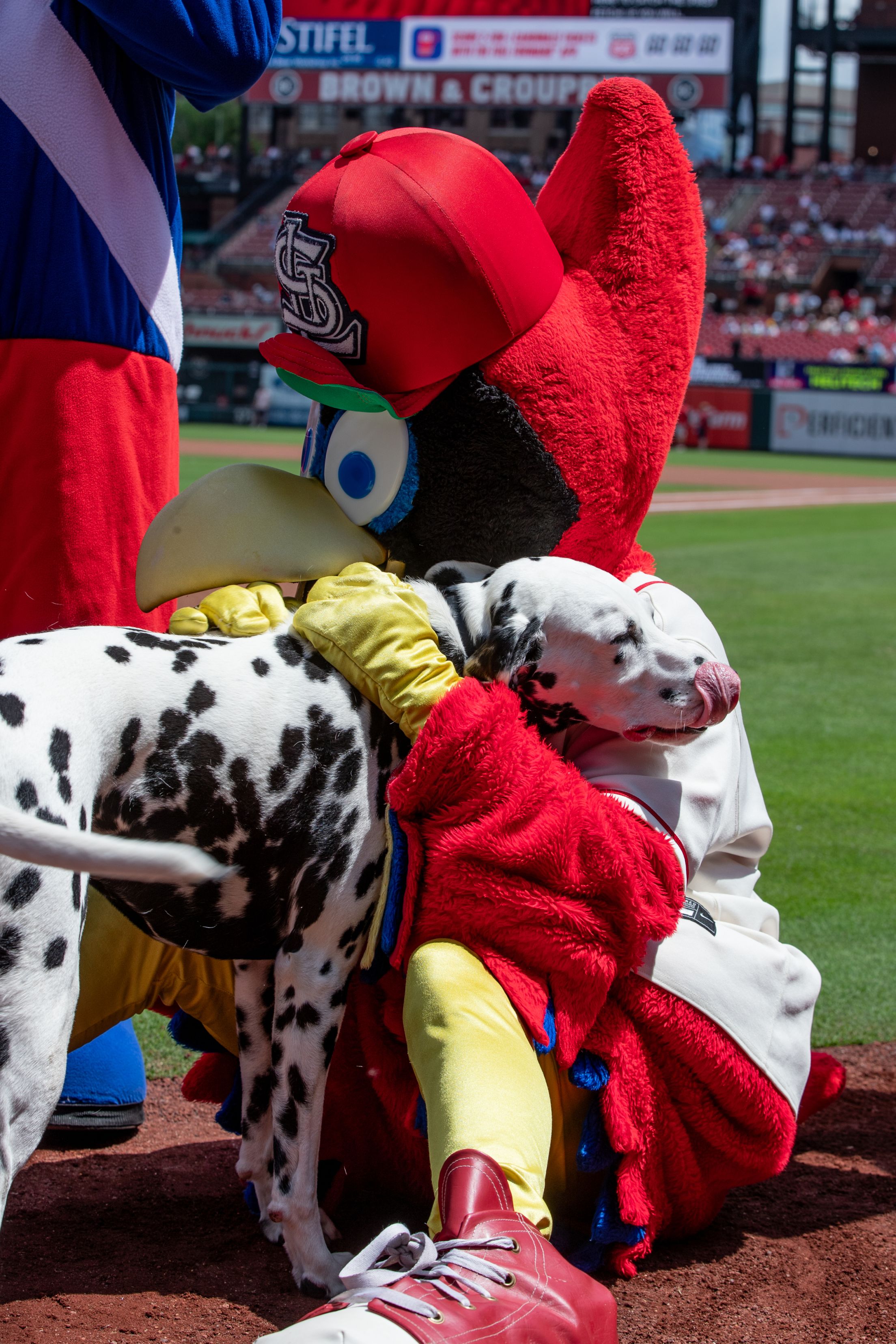 Purina Pooches in the Ballpark