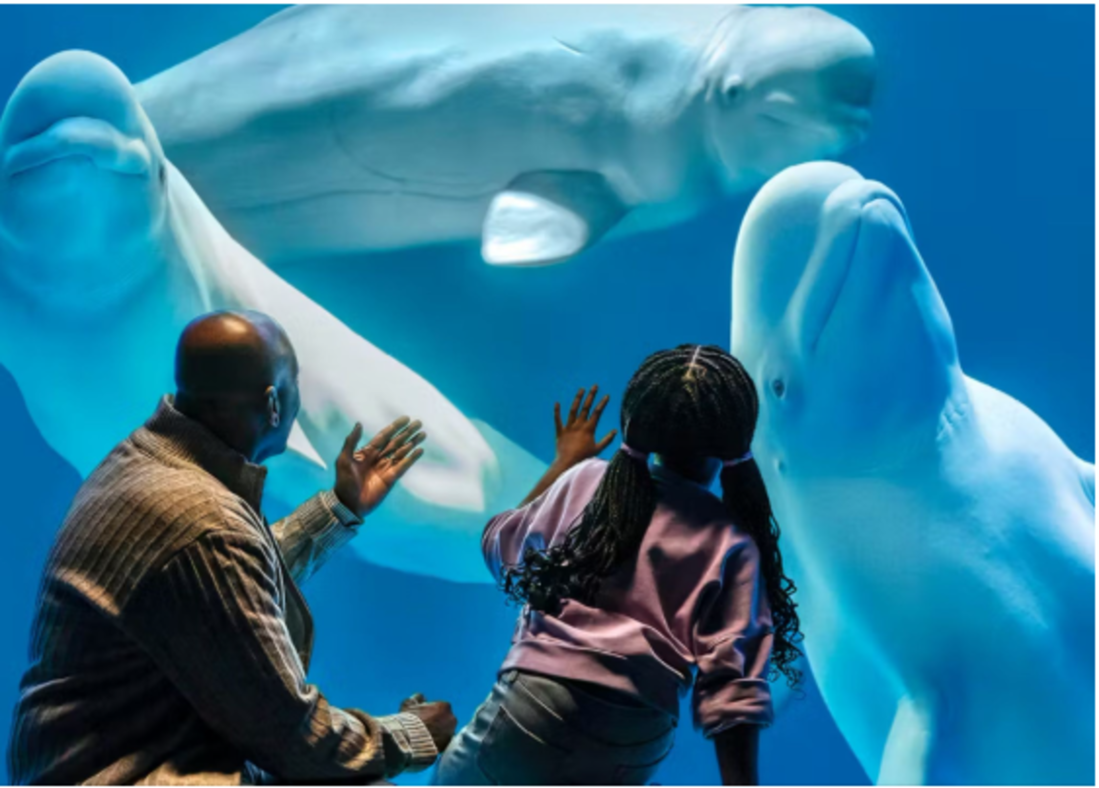 shedd-aquarium-beluga-whales-visitors