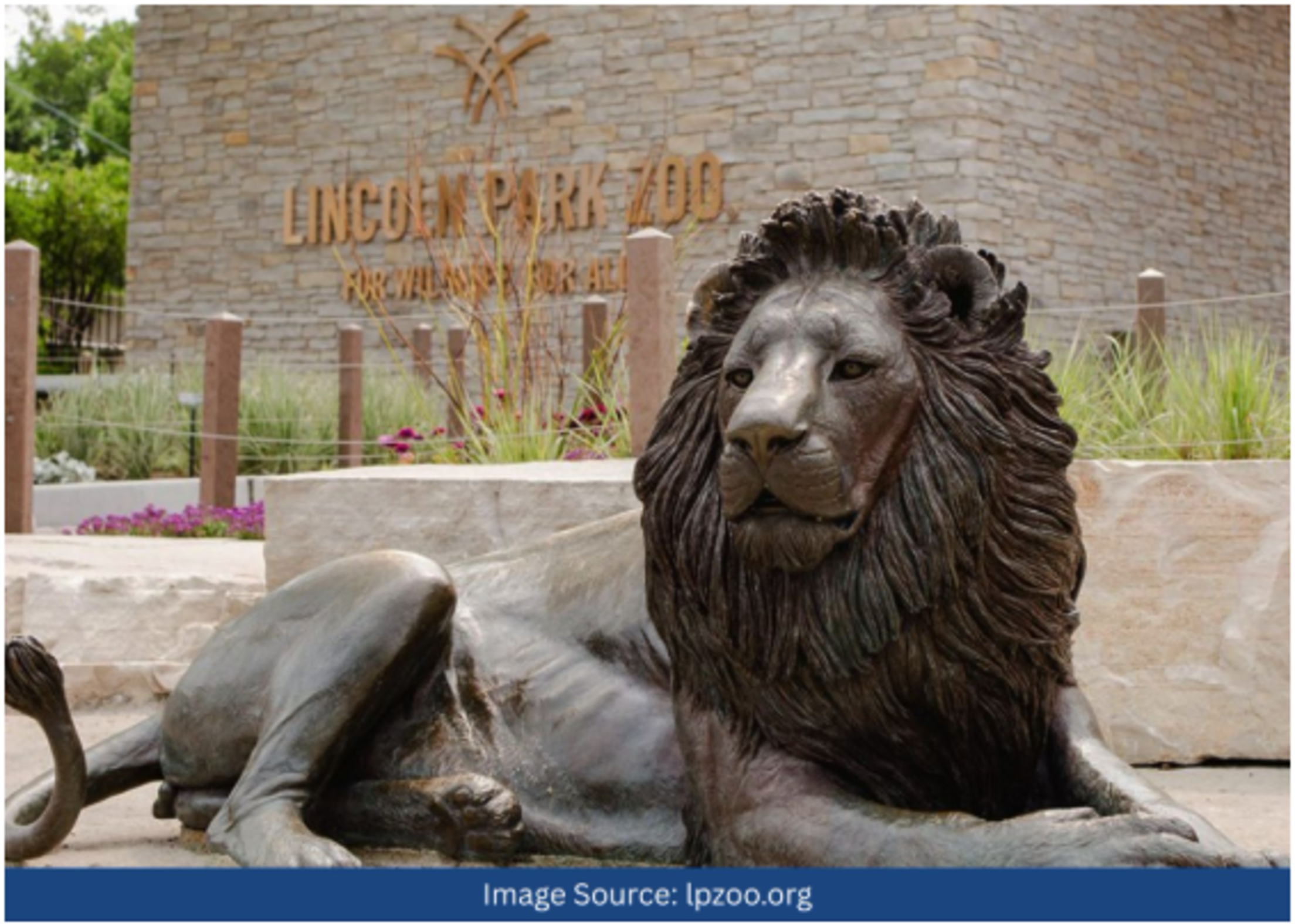 lincoln-park-zoo-bronze-lion-statue
