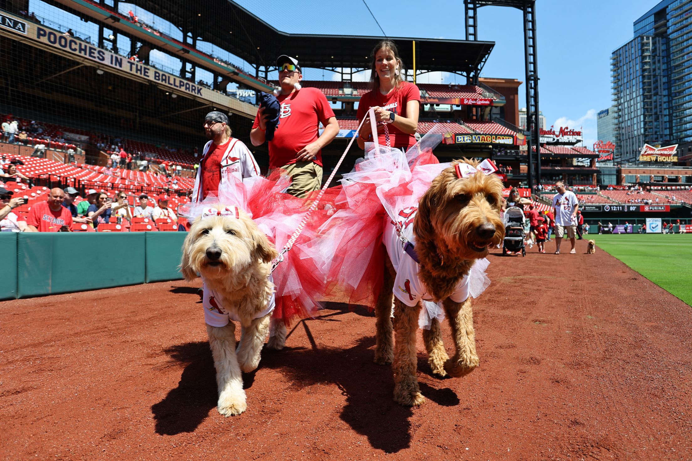 Purina Pooches in the Ballpark