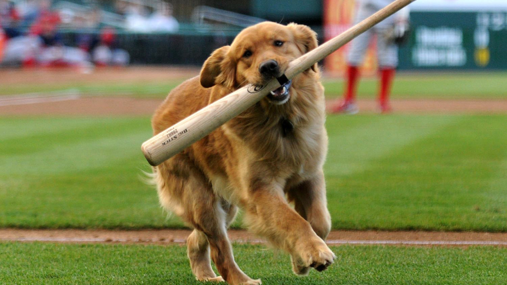 New Hampshire Fisher Cats