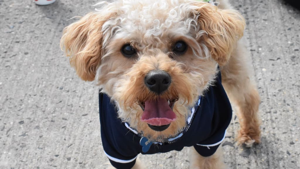 Bark in the Park BlueClaws