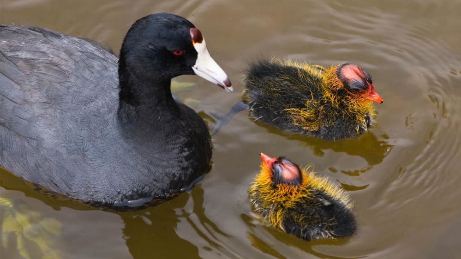 What Is A Mud Hen The Bird