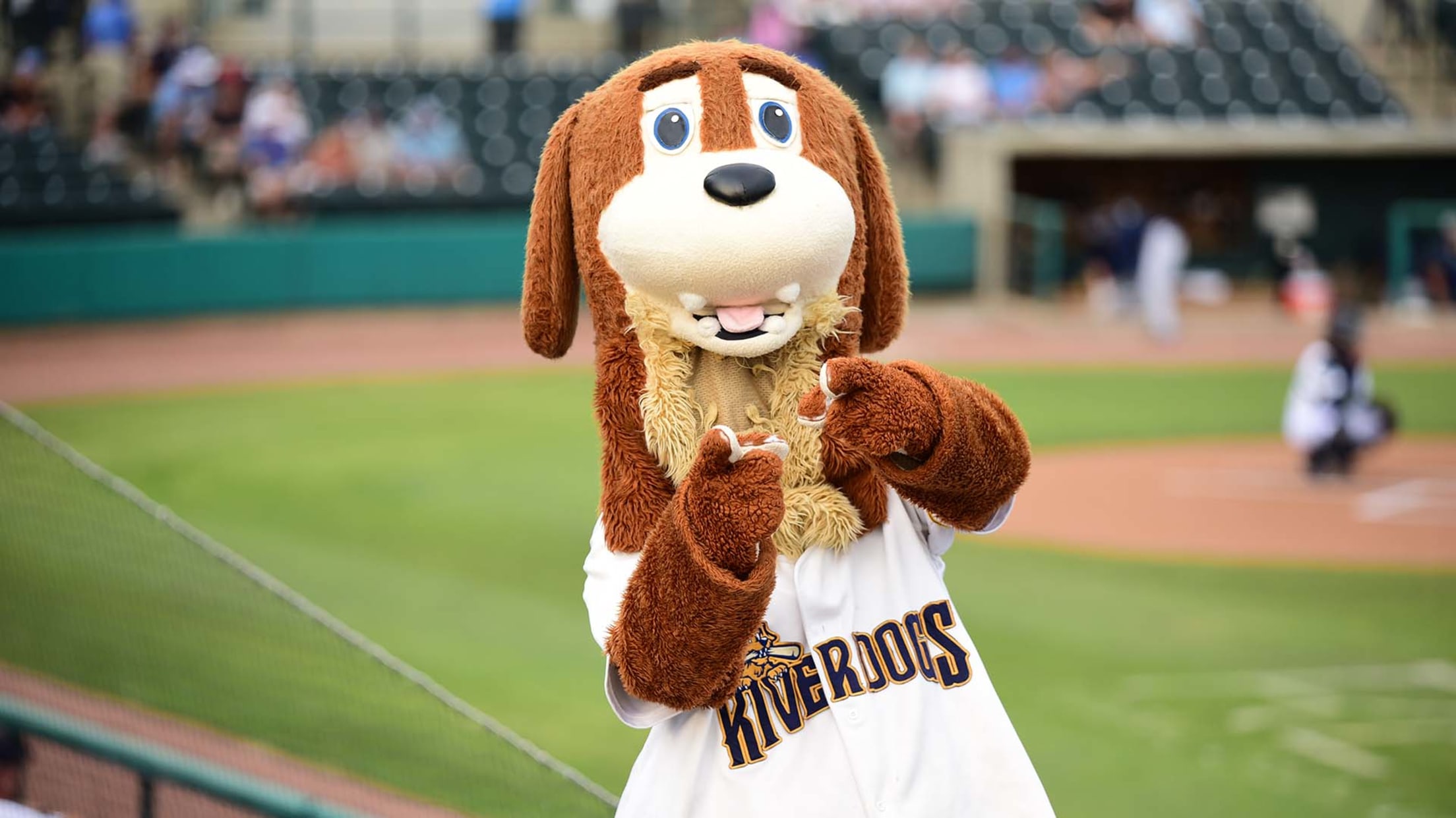 Front Office Staff RiverDogs