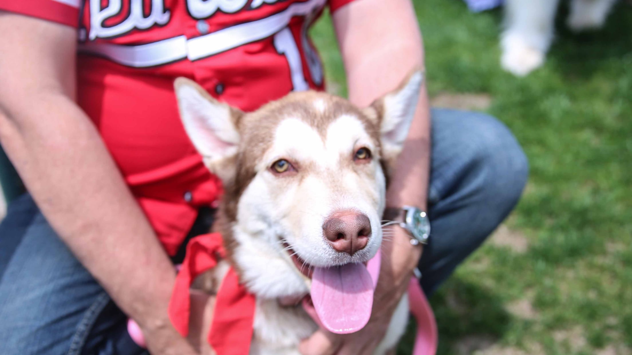 Bark in the Park Red Wings