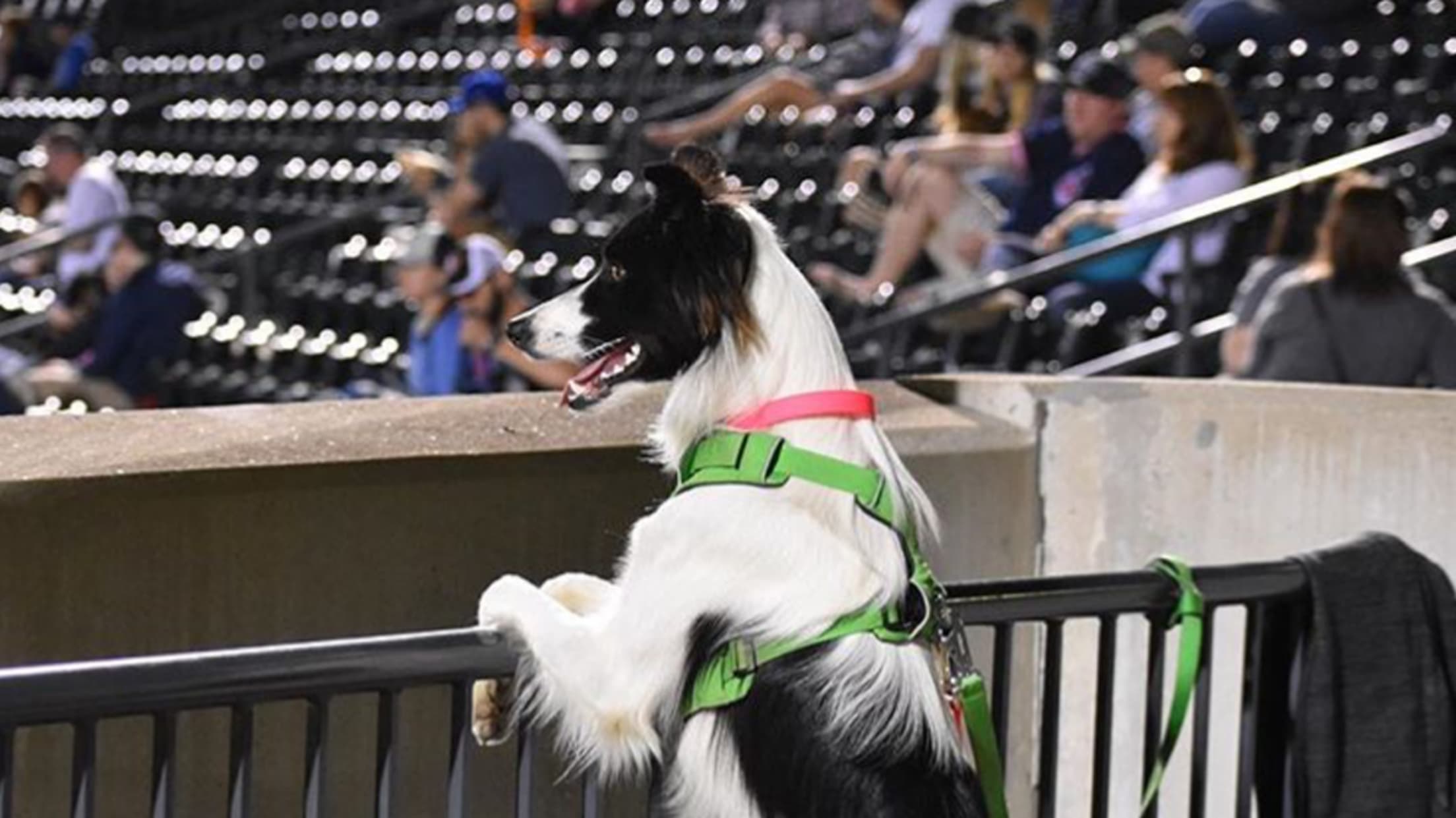 Puppypalooza presented by PetPeople Clippers