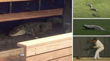 Is that an alligator in the dugout?