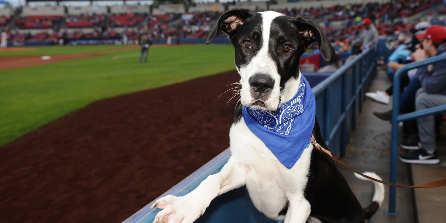 All Star Dogs: Hillsboro Hops Pet Products