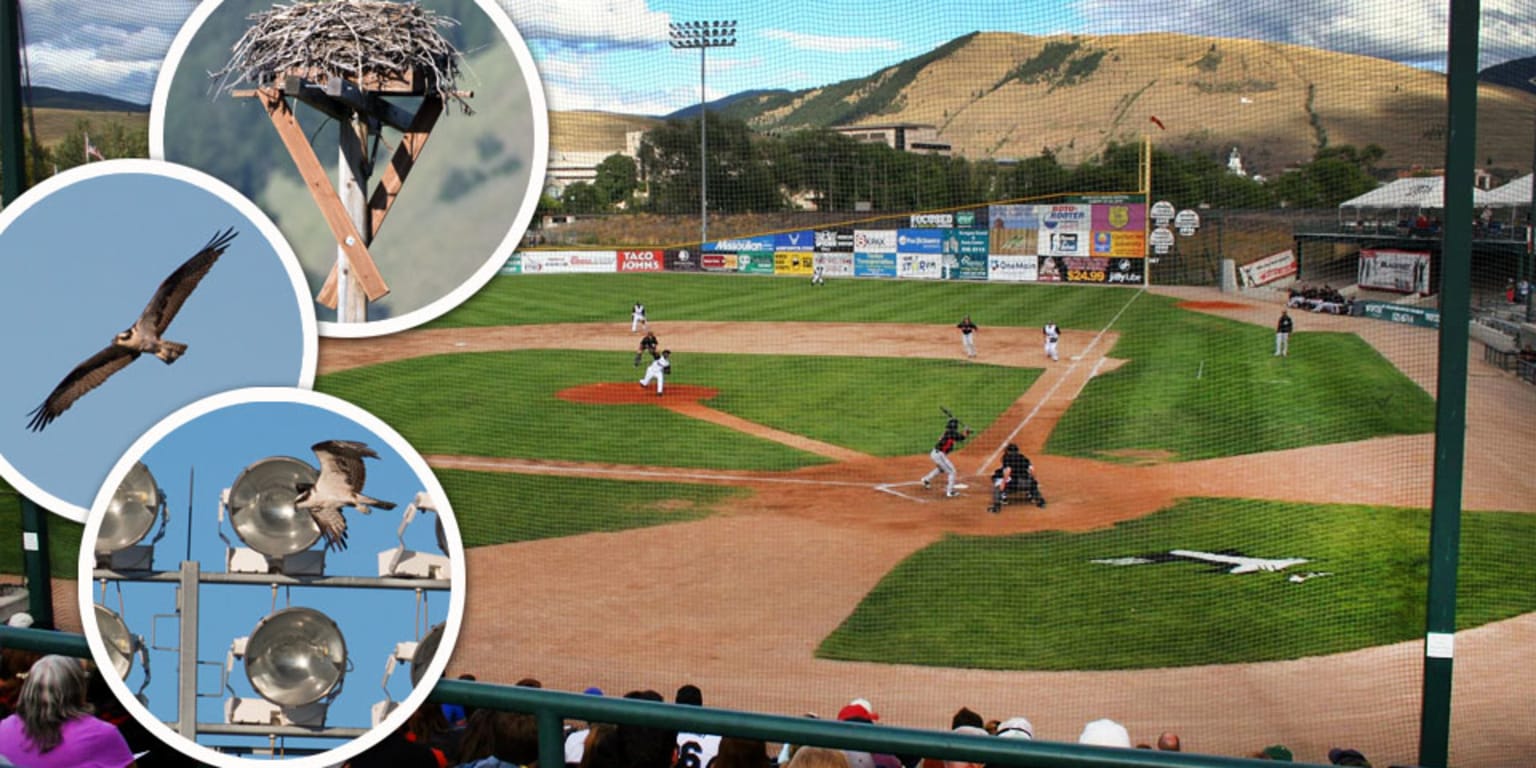 Missoula Osprey play on the field, live at the ballpark