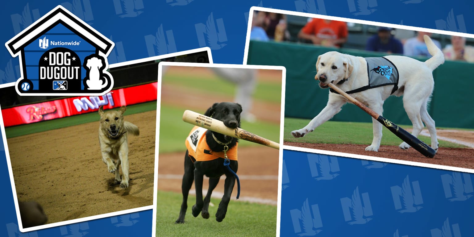 Meet the Baseball Dogs: The Team Bat Dogs and Entertainers of Baseball