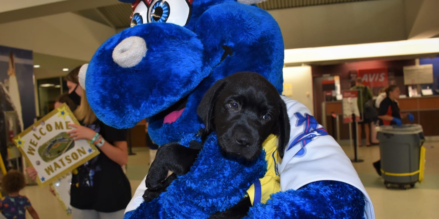 We asked a toddler to rank all of MLB's mascots, and it was adorable