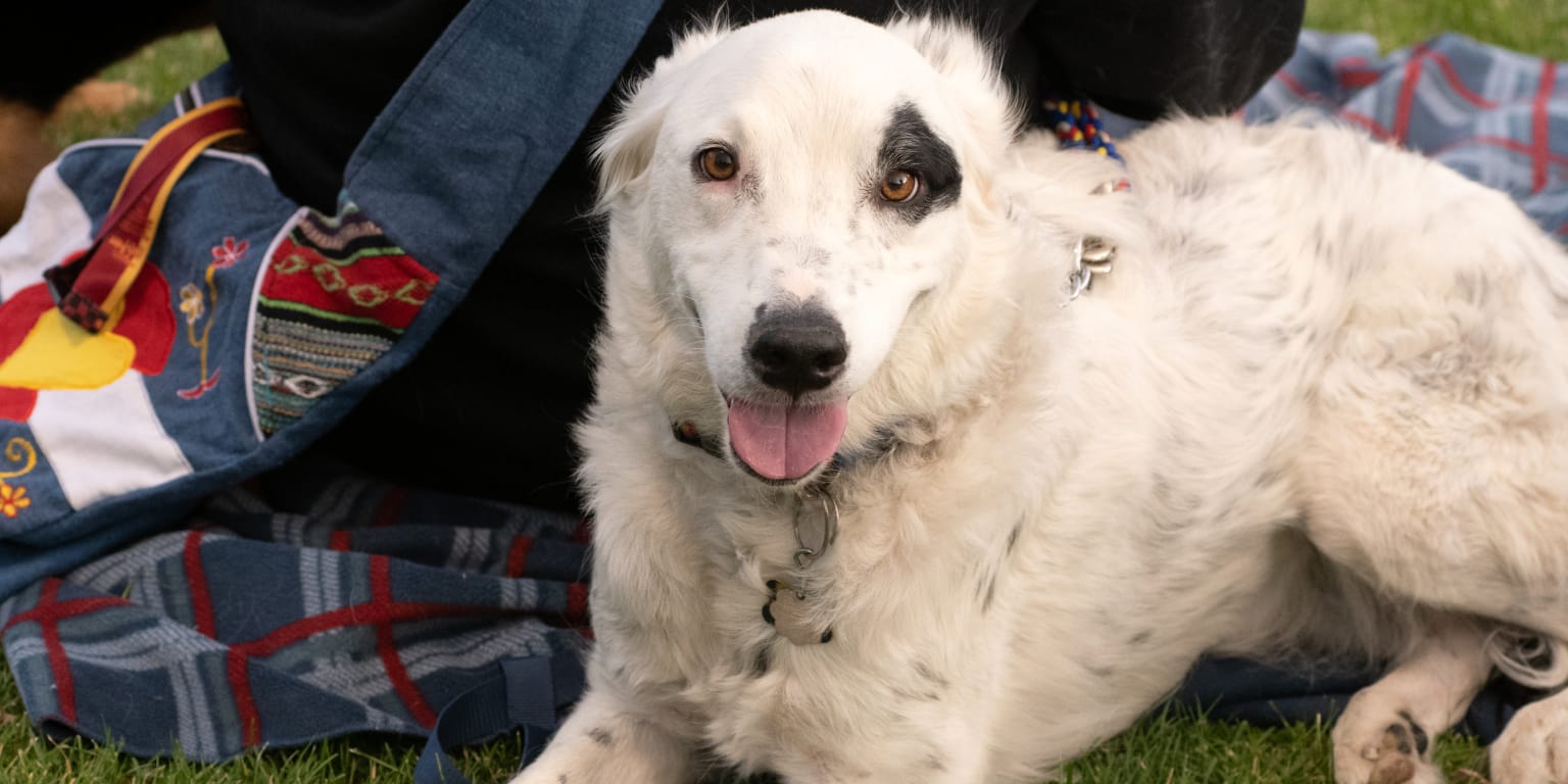 All Star Dogs: Midland Rockhounds Pet Products