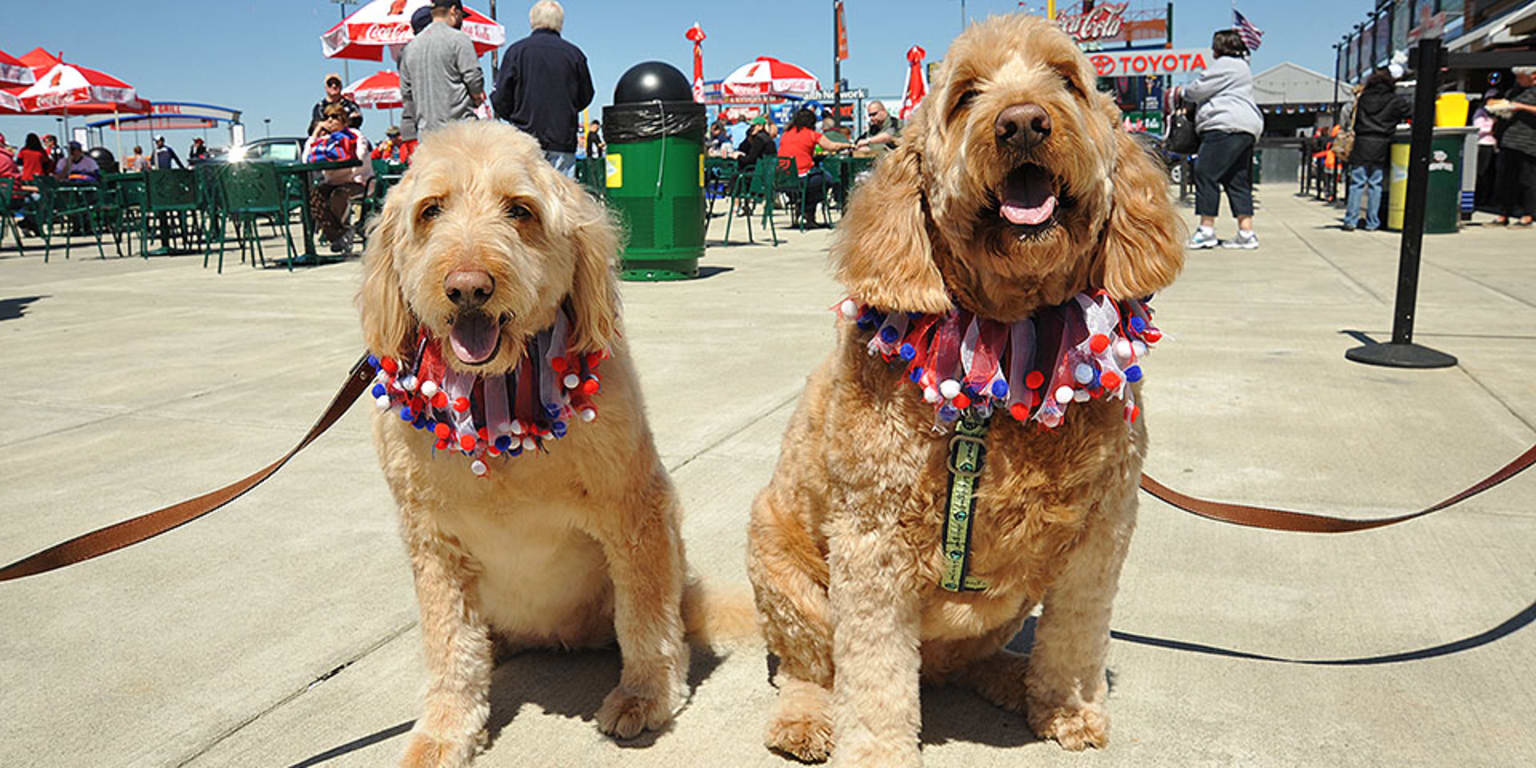 The Dog Days of Spring – Lehigh Valley Iron Pigs