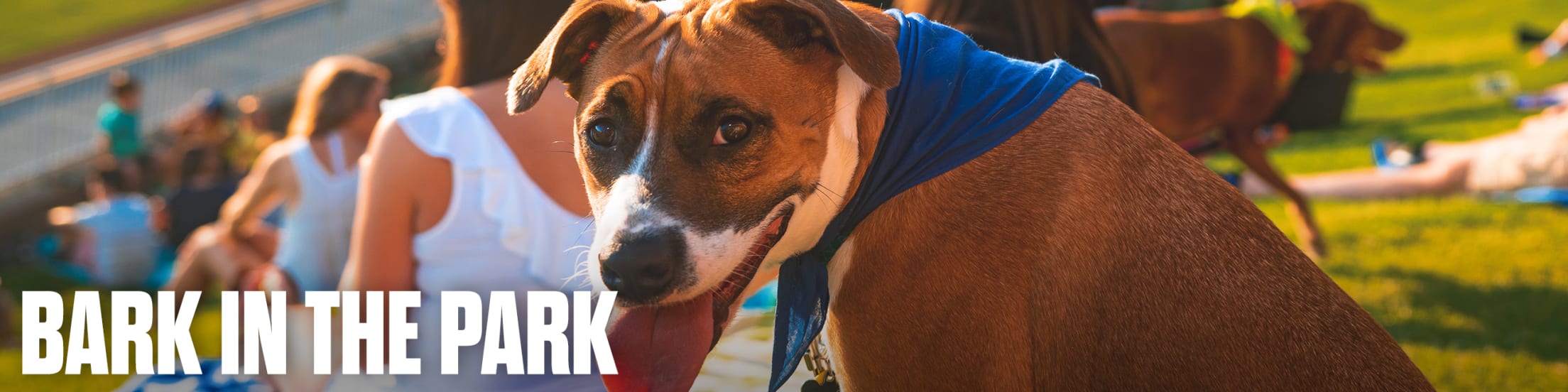 Durham Bulls Bark in the Park Bulls