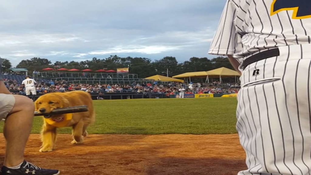 Trenton Thunder⚡ on X: @BatdogRookie When Rookie met Hideki