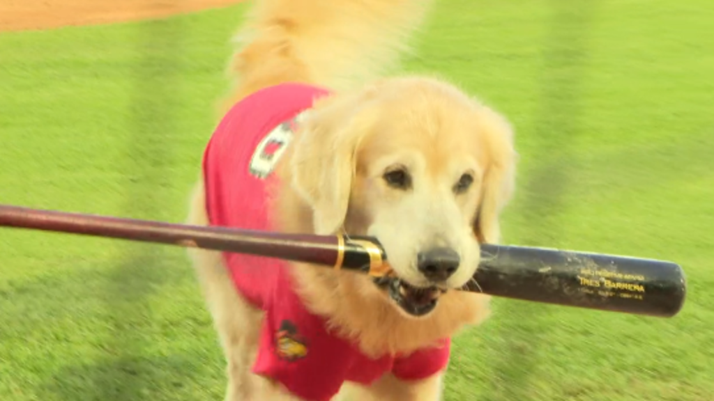 Meet the Baseball Dogs: The Team Bat Dogs and Entertainers of Baseball