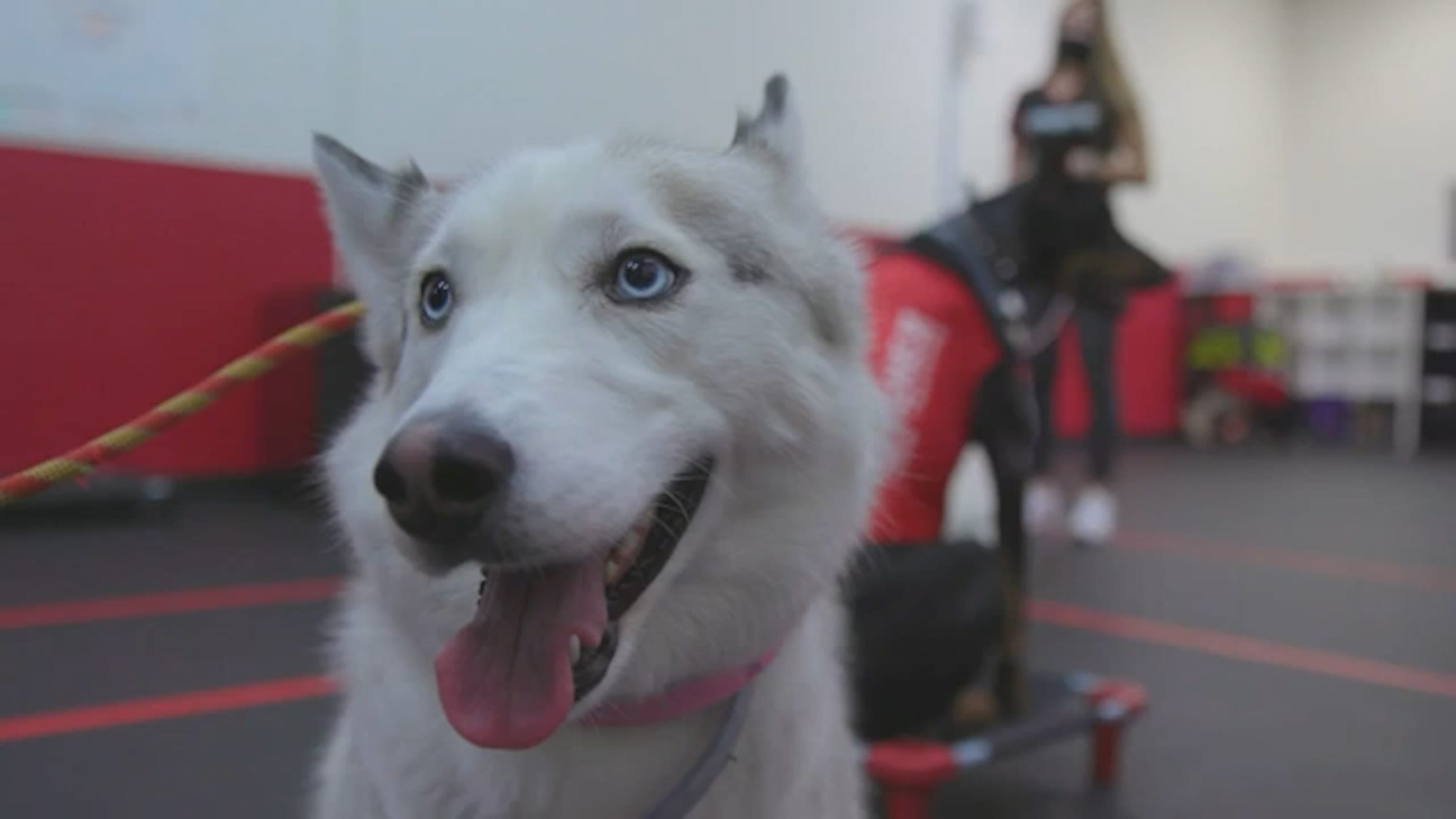 Meet the Bat Dogs Coming to a Ballpark Near You