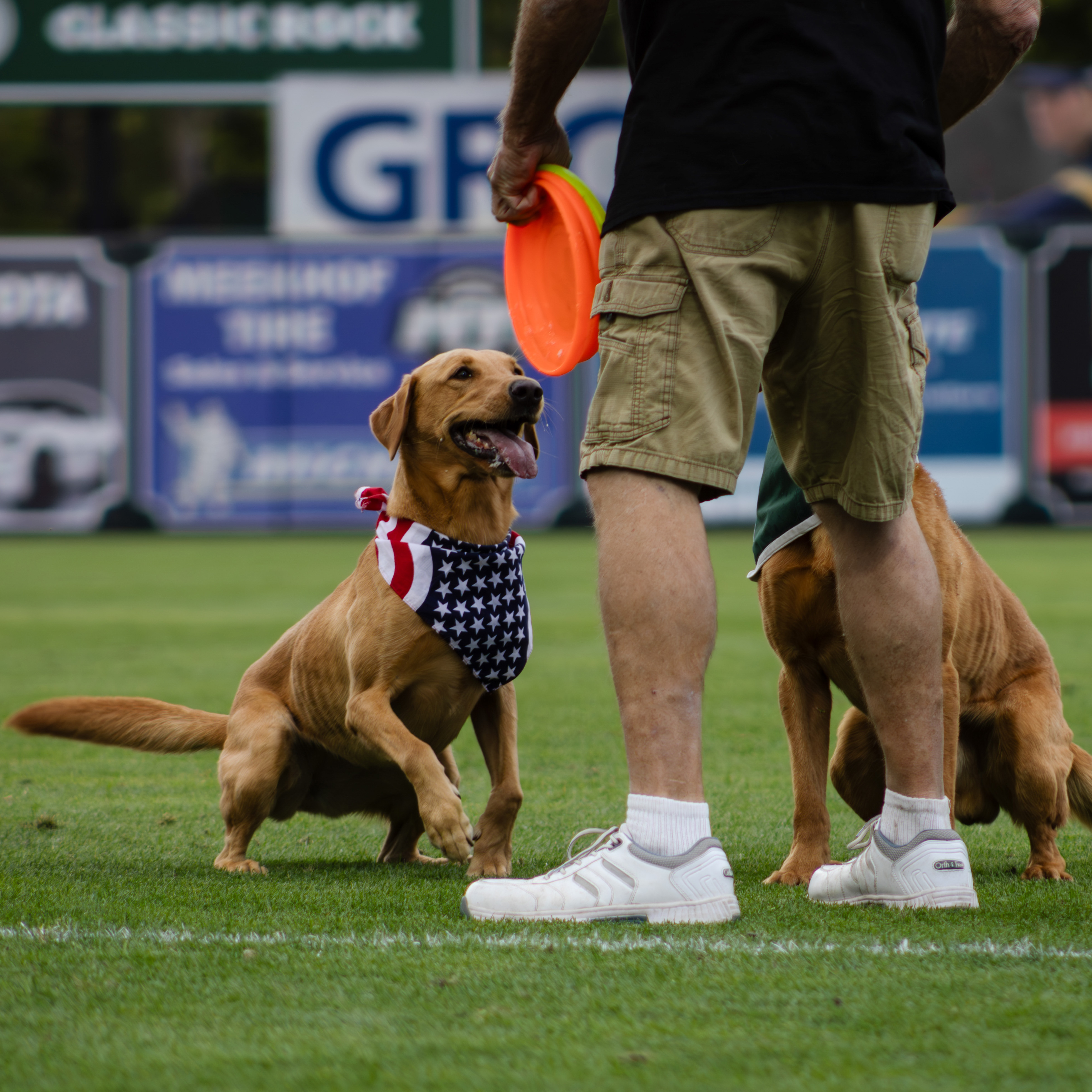 America's Best Frisbee Dogs