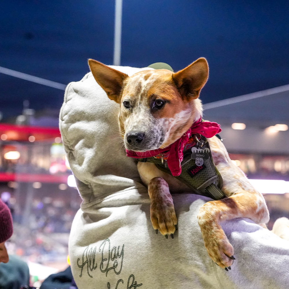 Best in Show Dog Days - Sporting Dogs