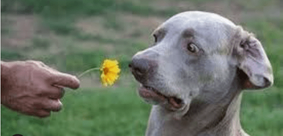 First Coast Veterinary Specialists & Emergency Canines and Crustaceans (Dog Day)