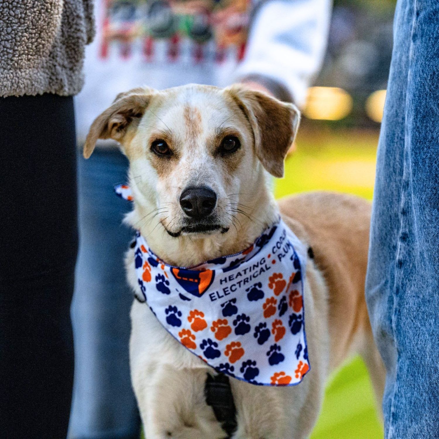 Pups in the Park + Pups Run the Bases, presented by Blaze Triad Heating, Cooling, Electrical and Plumbing