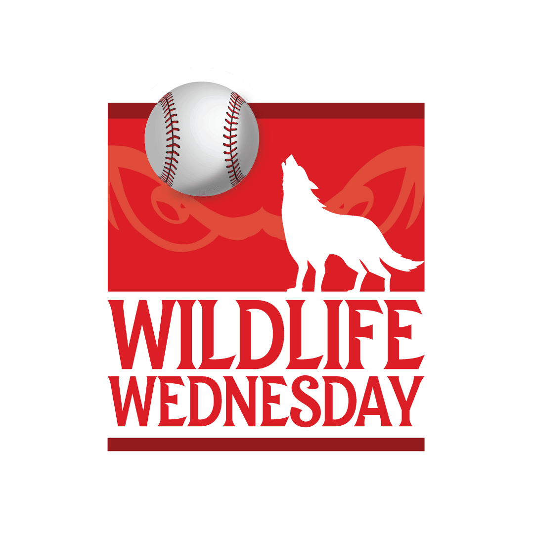 Wildlife Wednesday