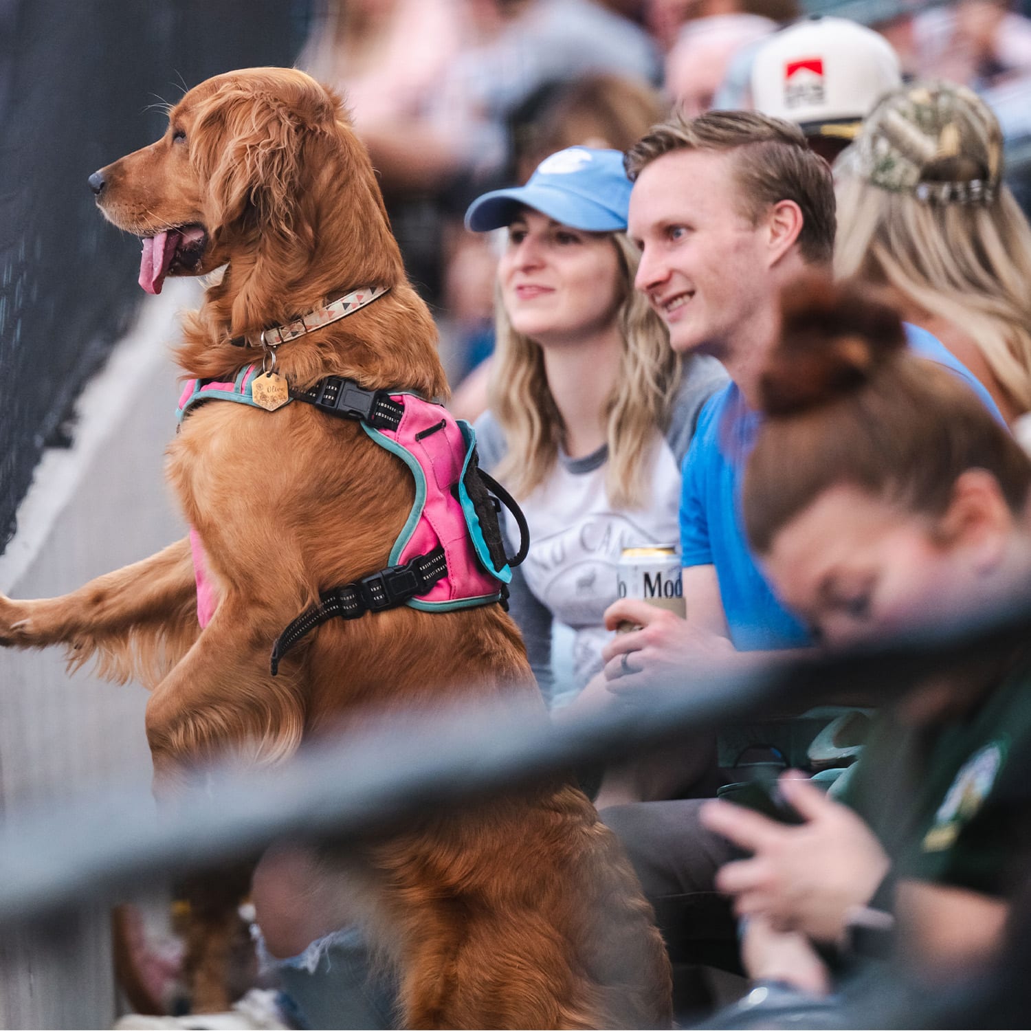 Bark in the Park