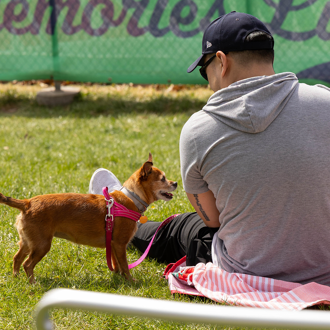 Bark in the Park